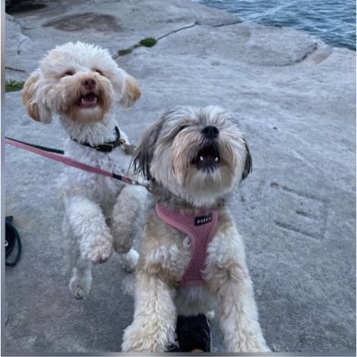 MoNiGrA38023409's profile picture. Typing………✌️✌️