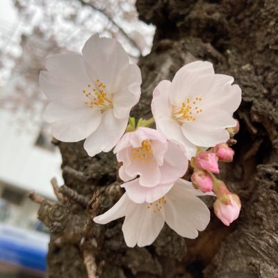 筑波大学お嬢様部ですわ!非公認で和やかに活動しておりますわ〜!質問箱→ https://t.co/V4CJQJwORQ複数人で運営しているため、発言が食い違って見える場合がございます。ご了承くださいませ。