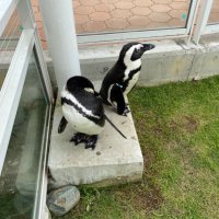 もんきー (@saikyonounsei) Twitter profile photo