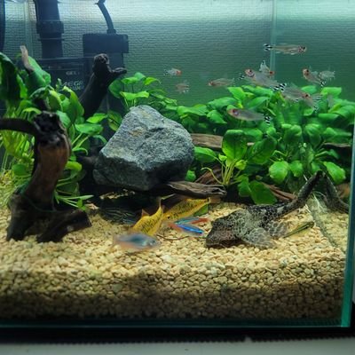 tokotokoug's profile picture. 