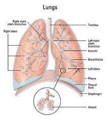 asbestos kills