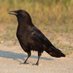 Seattle Crow Central Directorate (@seacrowcd) Twitter profile photo Seattle Crow Central Directorate (@seacrowcd) Twitter profile photo