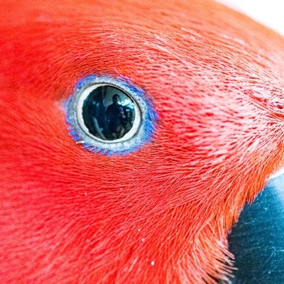 Bird Guide based in Cairns. ケアンズ在住。ネイチャーツアーガイド。 谷津干潟自然観察センター→わくわくツアーズ→Sicklebill Safaris。著書「ケアンズ探鳥図鑑」「ケアンズ生き物図鑑」「Field Guide to BIrds of North Queensland」など。