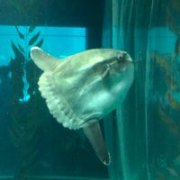 すば吉☺︎13y11y8y2y (@tjwvyq7hcv2mf0h) 's Twitter Profile