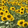 ajuma_type_k5's profile picture. 📚そっと推し事🌻