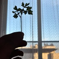 Asistan Kek (@asistankek) Twitter profile photo