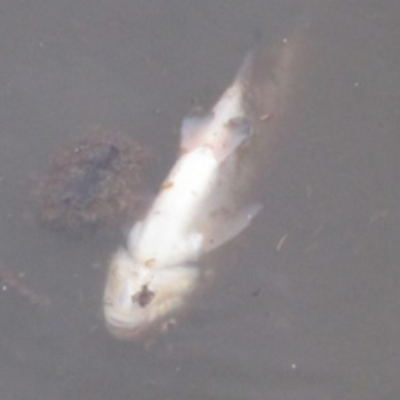 thamessewage's profile image