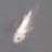 thamessewage's profile image
