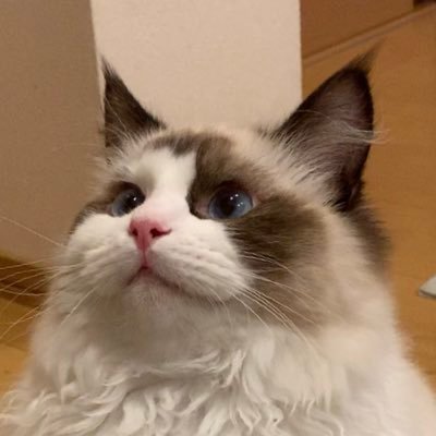 あまぎぬ ᥫᩣ 🇯🇵さんのプロフィール画像