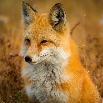 BitcoinSpectrum's profile picture. fox irl.

searcher for my truth.