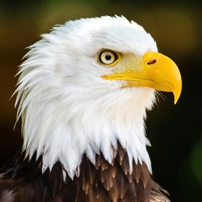 KeithTheEagle Profile Picture