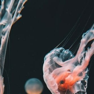 gxh_jnl's profile picture. 