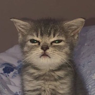 adiman_'s profile picture. Hati-hati dengan lelaki avatar kucing. Mereka cute.