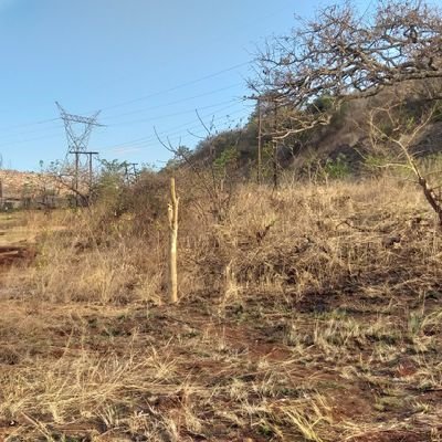 sakhi_meyiwa's profile picture. 