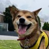 SIEG_Xbox's profile picture. 建築設計 | 犬猫ペンギン狐狸 | 料理 | 植物 | 映画 | ガジェット| XboxSeriesX | タグ:俊 2608 | RPG | ADV | fallout | DragonAge | Starfield | TES | ポストアポカリプス | ソロゲー多め