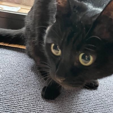 maracas1027's profile picture. 🐈‍⬛いつも女王様のるんちゃん♀14歳 🐈‍⬛脱走を企てるぴーちゃん♂12歳 🐈かまってちゃんのむーちゃん5歳 猫団子にはなりませんが…変な風に結託しております ☺️猫を見て毎日癒されてます。自分の趣味はウォーキング👣バードウオッチング🕊️温泉旅行♨️