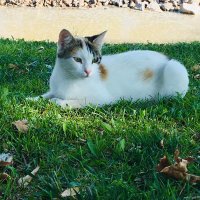 knsk (@cagdas17862223) 's Twitter Profile