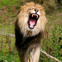 El Rugido 🦁 (@el_rugidoo) 's Twitter Profile Photo