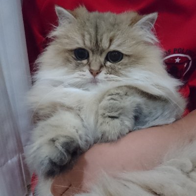 uiBAEAt39VPy7kz's profile picture. ペルシャ猫のまめを飼っている猫が好きな人です🐱
飼っている猫の動画とか写真を投稿するつもりです🎞 （最近はあまり動画は投稿してません）
色んな猫好きの方と仲良くなりたいです❗
固定ツイートにまめの簡単な紹介動画があるので
まずはよかったら見て下さい🤗 

#猫 #猫好きさんと繋がりたい