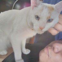 ベイマックス (@zelbiser) 's Twitter Profile