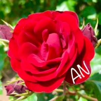 あん (@an_like_snow) 's Twitter Profile