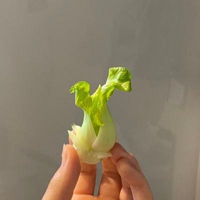 chirOchir0piyo's profile picture. 本と美味しいものがすきです。
