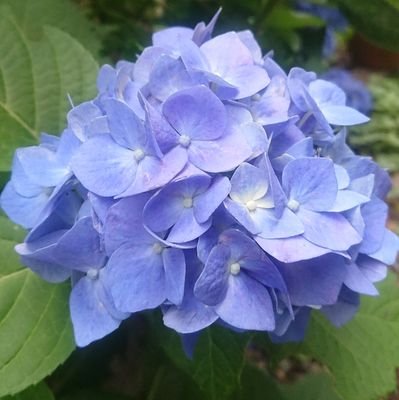 2aCPpmKyhigQmQ6's profile picture. 矢田わか子応援アカウント
夢見るサラリーマン