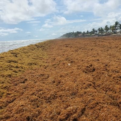 Everything Sargassum! Where, when, how much!!! We'll let you know!!!