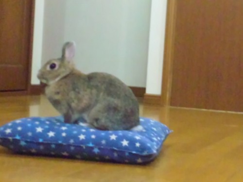 watti0810's profile picture. 興味があることがコロコロと変わっていく今日この頃
明日になったら違うことに興味が変わるのかも