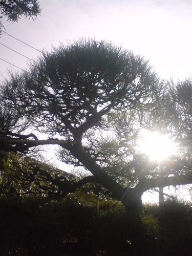 dessindepaix's profile picture. ほんの一匹の庭師です。ピースデッサンという会社をやってます。1年にいちどしかお会いできないみなさま、こんにちは。ツイログ→https://t.co/SDEVS7JB36