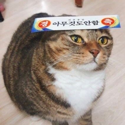 현월さんのプロフィール画像
