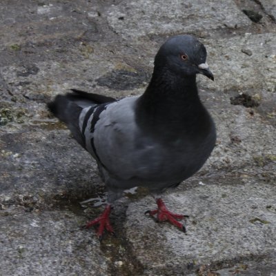 Kong Fu Pigeon