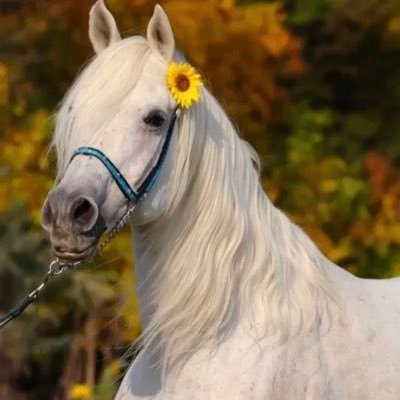 فتاة ديسمبر .. وثلاث اشياء لاتختبر صبري فيهم،(الدين،وعرضي، والوطن) ومااغرد به مجرد خربشات✌️