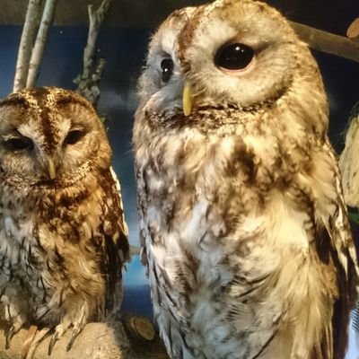 しいさんのプロフィール画像