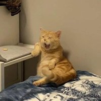 π (@chickenaiaking) 's Twitter Profile