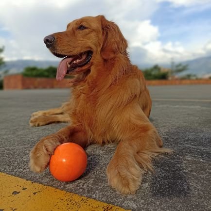 jdcardona01's profile picture. Verdolaga por siempre! (@nacionaloficial). Y con la Fé siempre puesta en Dios. 
Reirse es GRATIS !!!!...
La Izquierda solo para escribir!!!