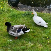 Simon Campbell (@uk_boweldoc) 's Twitter Profile Photo Simon Campbell (@uk_boweldoc) 's Twitter Profile Photo