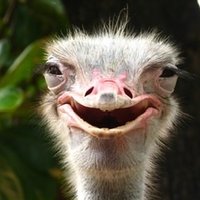 James Nettleton (@james_nettleton) 's Twitter Profile