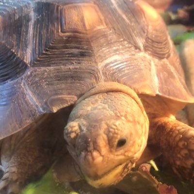 Tortles is a small reptile rescue