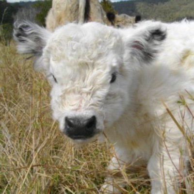 wackeldackel_'s profile picture. задремавшая под снежными хлопьями