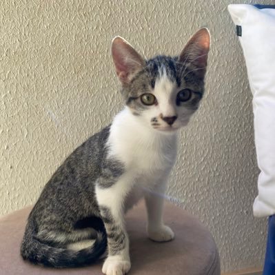 joaocarlos_dev's profile picture. dev fullstack | specialized in java | software engineer by universidade federal de goiás | 24y