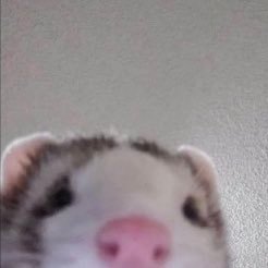 greenoctopus_'s profile picture. 🇨🇱