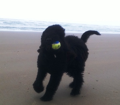 Ik ben een #Australische #labradoodle in #België. 
Geboren bij / Born at http://t.co/EclxpLoxuB
I am an #Australian #labradoodle living in #Belgium