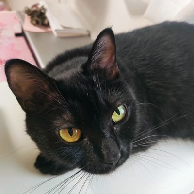 黒猫のねね♀7歳ニャ。
猫さん(猫好きさん)と仲良くしたいニャ!
猫なのでDMをいただいてもやり取りはできないのでご理解くださいニャ!
よろしくお願いしますニャ。
