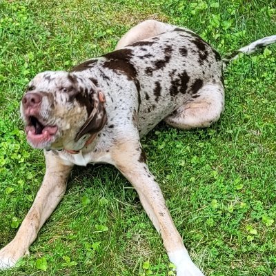 stlpolaris1919's profile picture. 