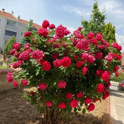 drcihanemir's profile picture. KHK lı doktor, gurbette yaşıyor.