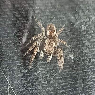 spider_files's profile picture. All about spiders