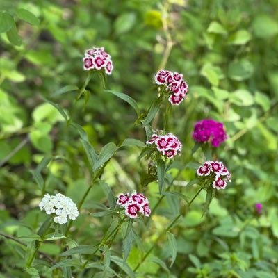 scarjean's profile picture. 