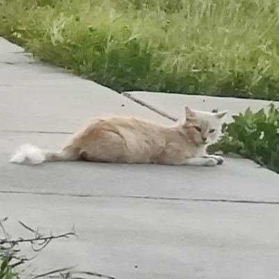 fireWolff23's profile picture. part time crypto. Integration dev. here for some fun