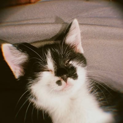 ねぎとろみそ（Negitoromiso)さんのプロフィール画像